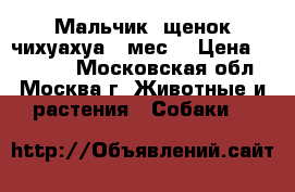 Мальчик, щенок чихуахуа 3 мес. › Цена ­ 12 000 - Московская обл., Москва г. Животные и растения » Собаки   